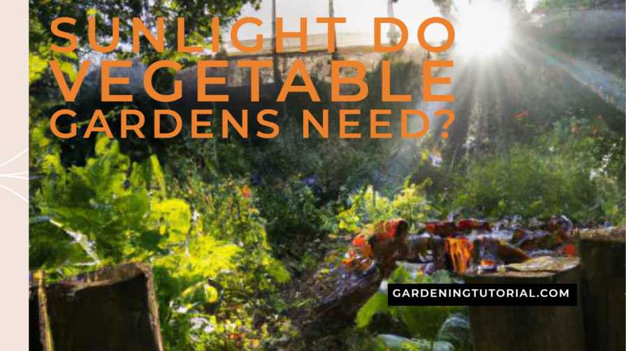 How Much Sunlight Do Vegetable Gardens Need?