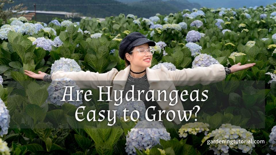 Are Hydrangeas Easy to Grow?