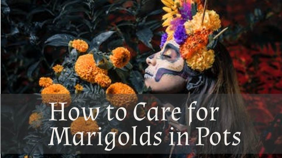 How to Care for Marigolds in Pots