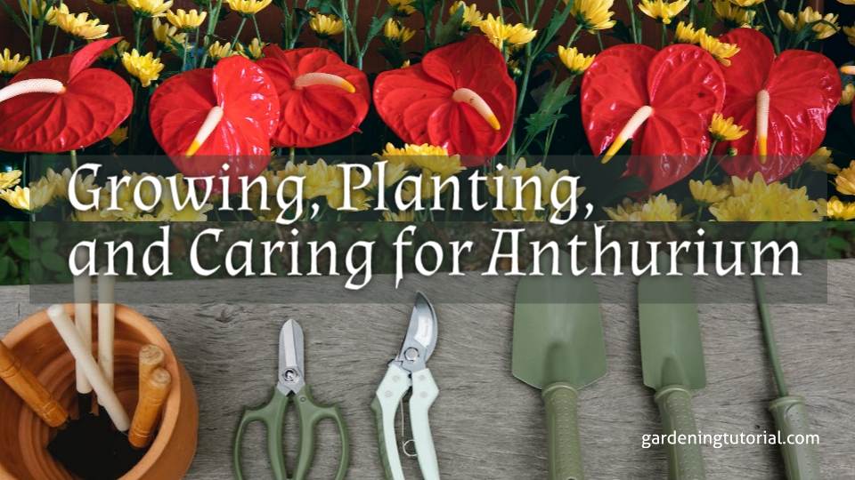 The Ultimate Guide to Growing, Planting, and Caring for Anthurium