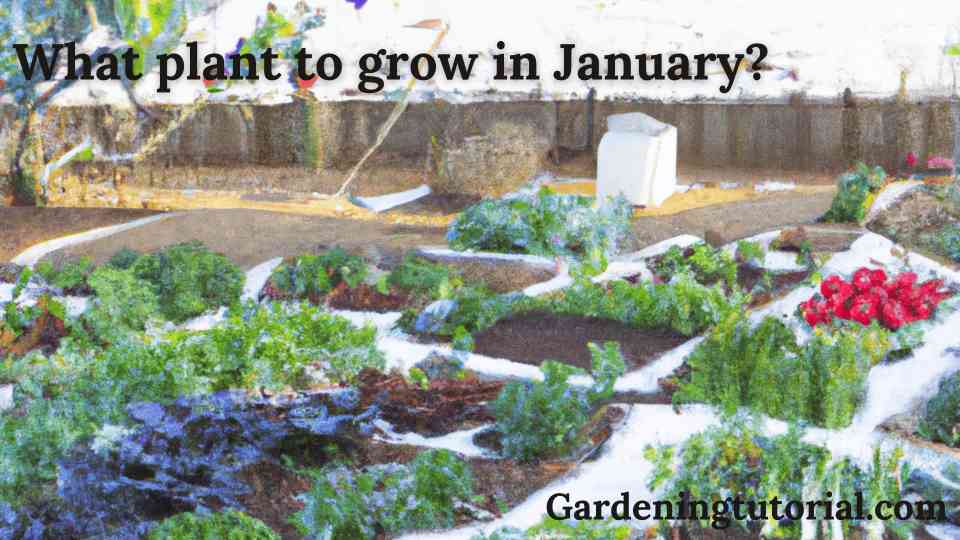 What Kind of Plants to Grow in January