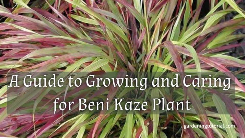 Beni Kaze Japanese Forest Grass: A Guide to Growing and Caring for This Ornamental Plant