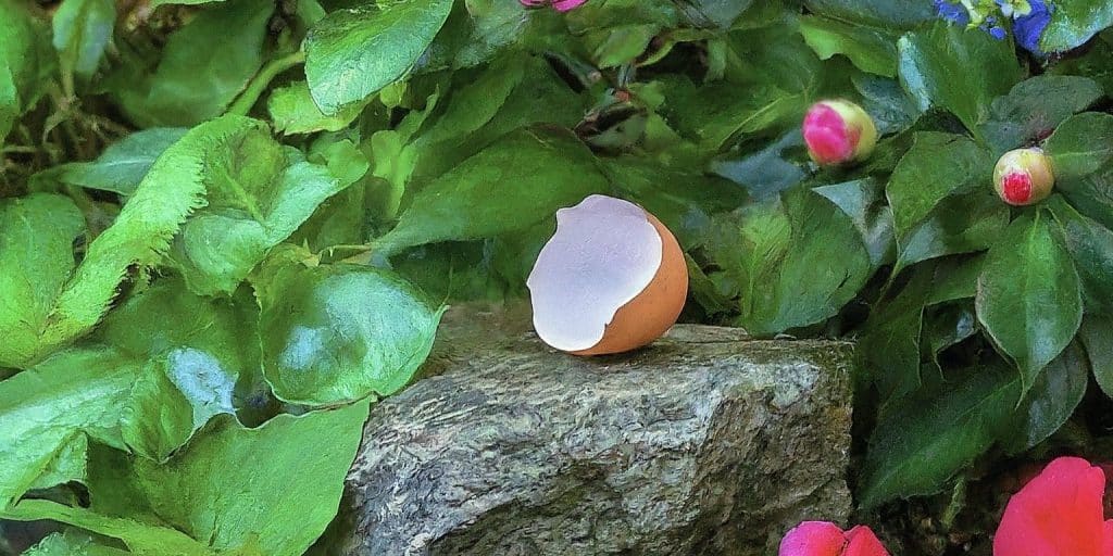 30 Plants that don't like Eggshells