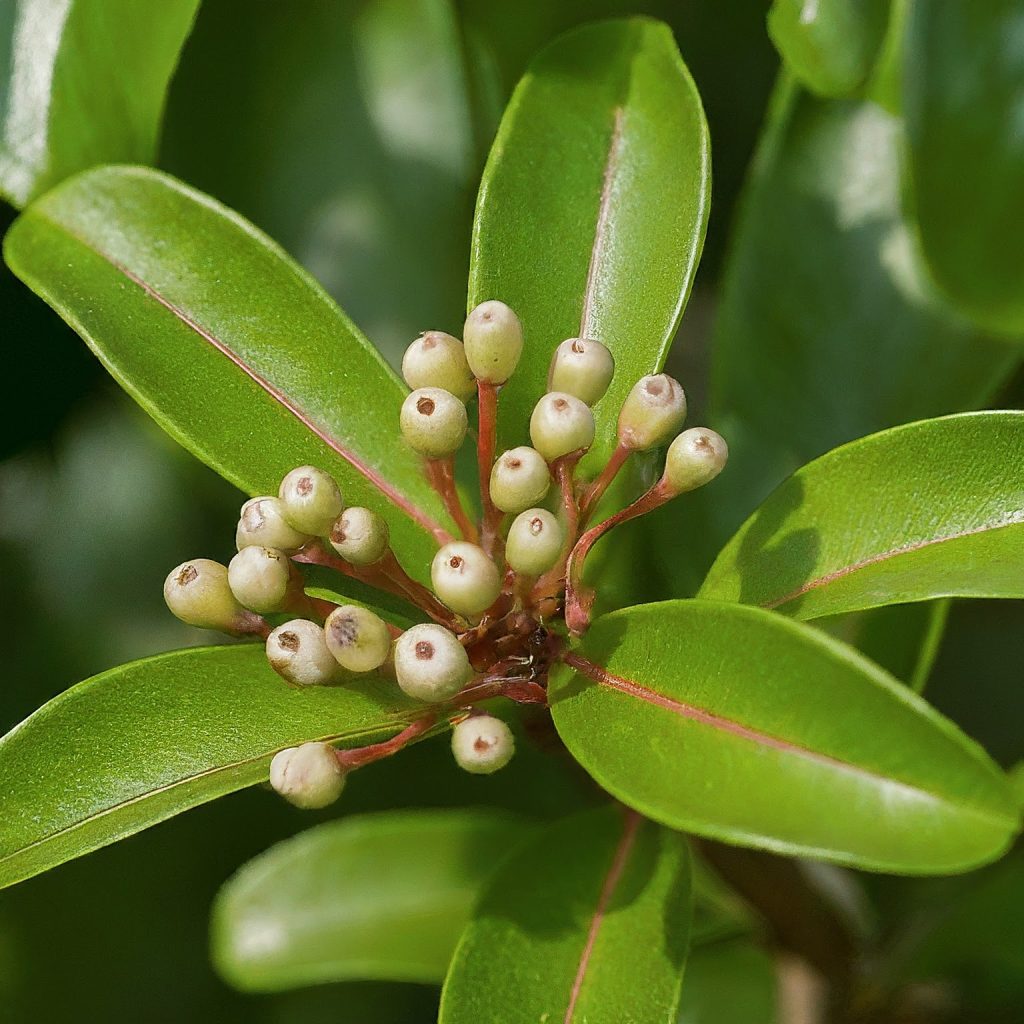 Fetterbush (Lyonia lucida) 