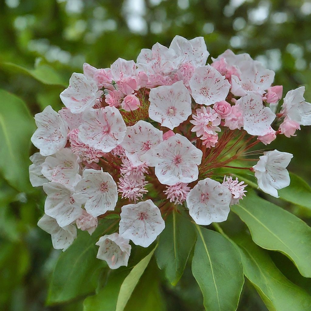 Kalmia (Kalmia latifolia) 