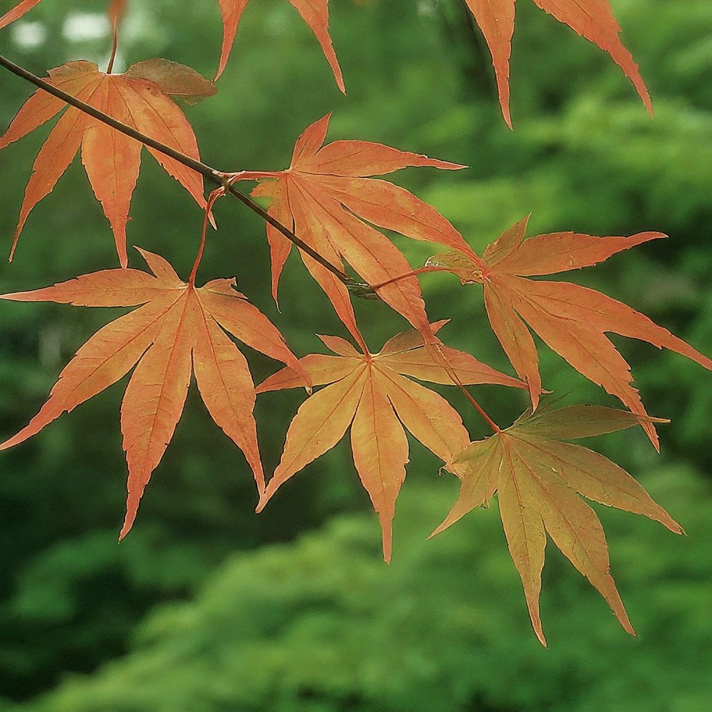 Maple (Acer spp.) 