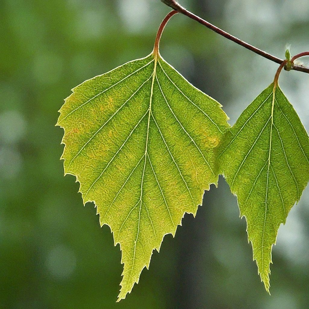 Birch (Betula spp.)