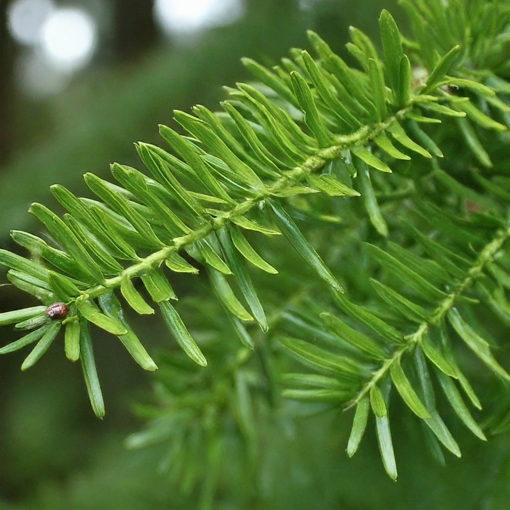 Pines (Pinus spp.)