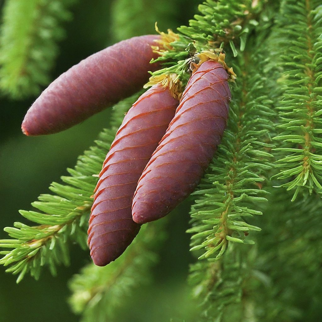 Spruce (Picea spp.)