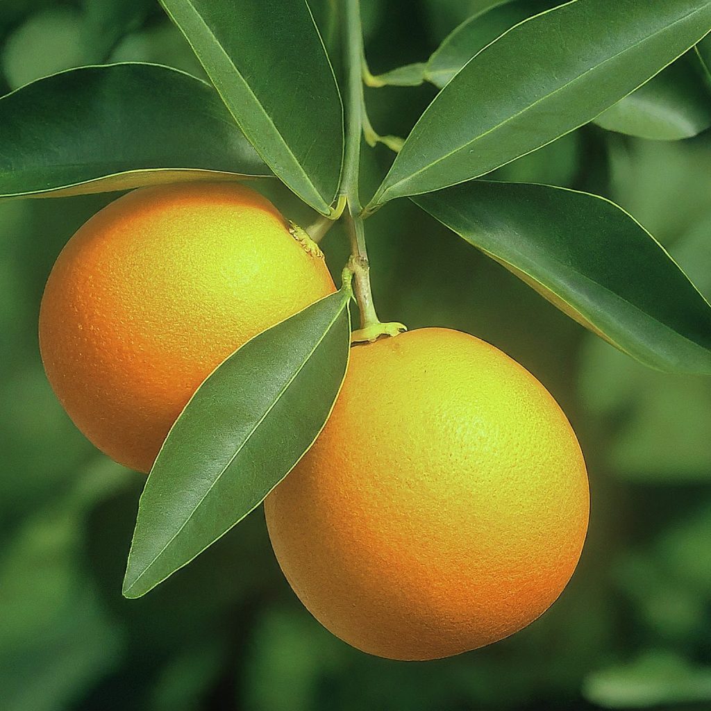 Citrus (Citrus spp.)