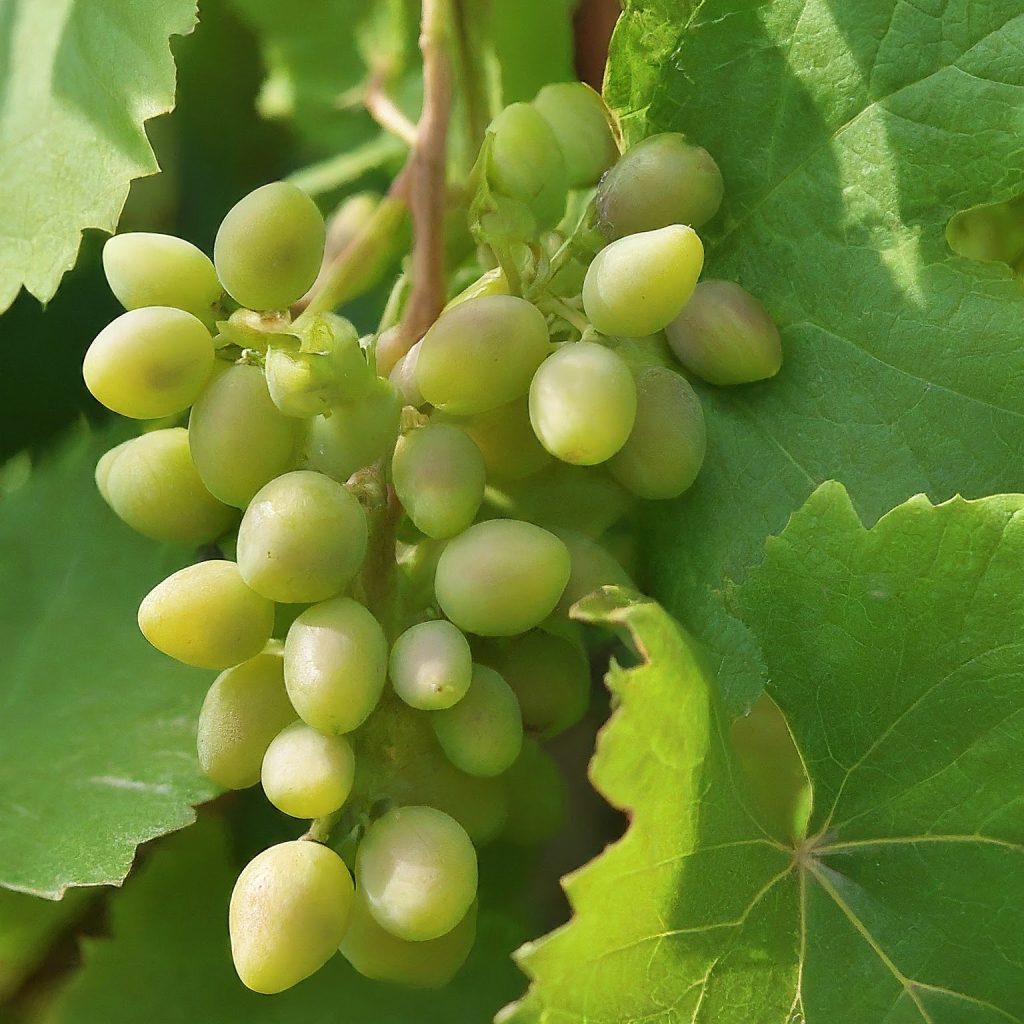 Grapes (Vitis vinifera)