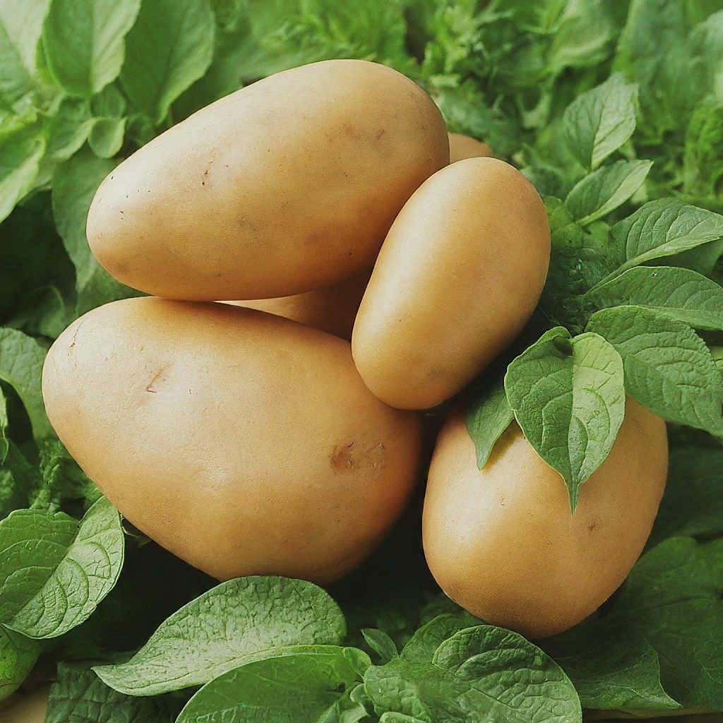 Potatoes (Solanum tuberosum)