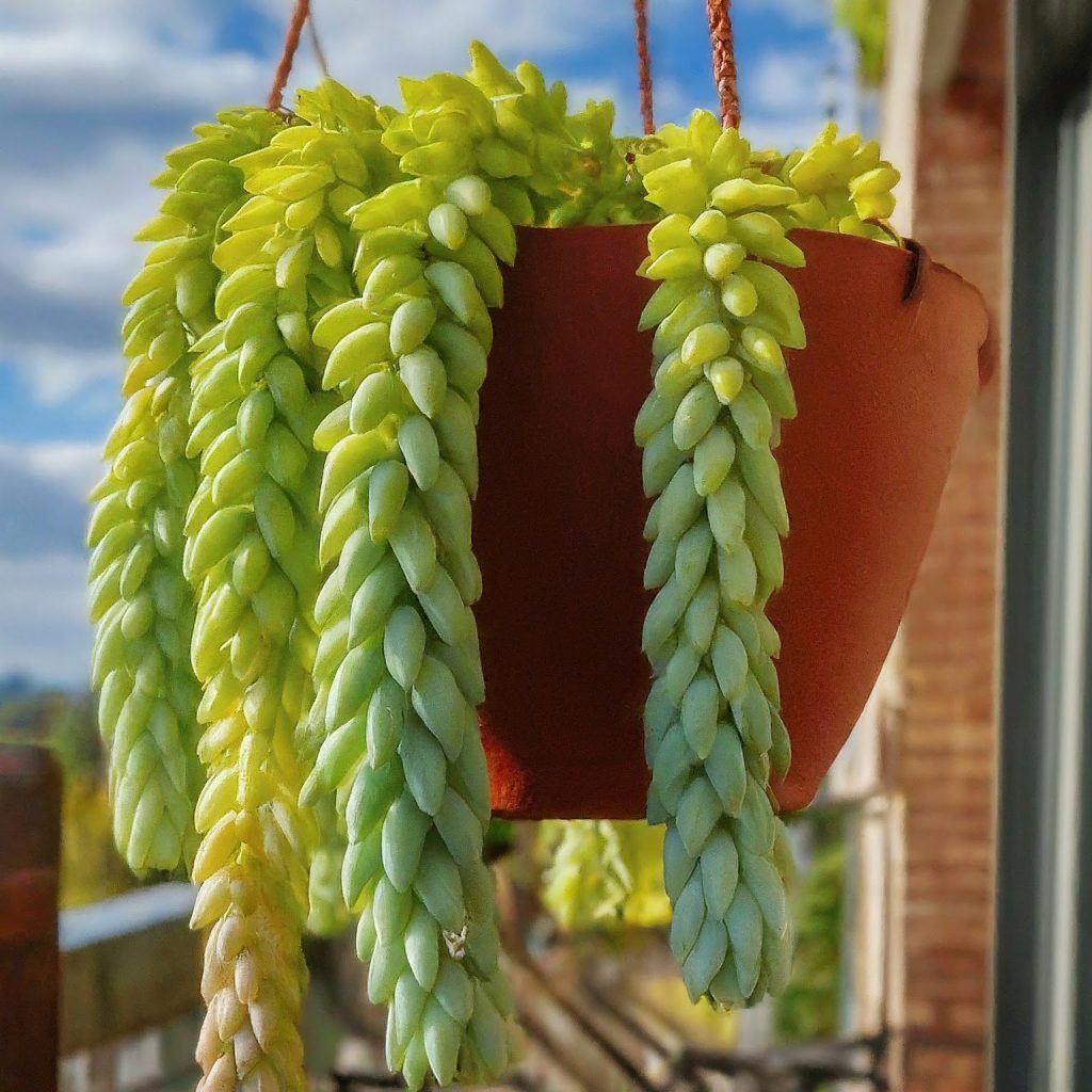 best hanging plants