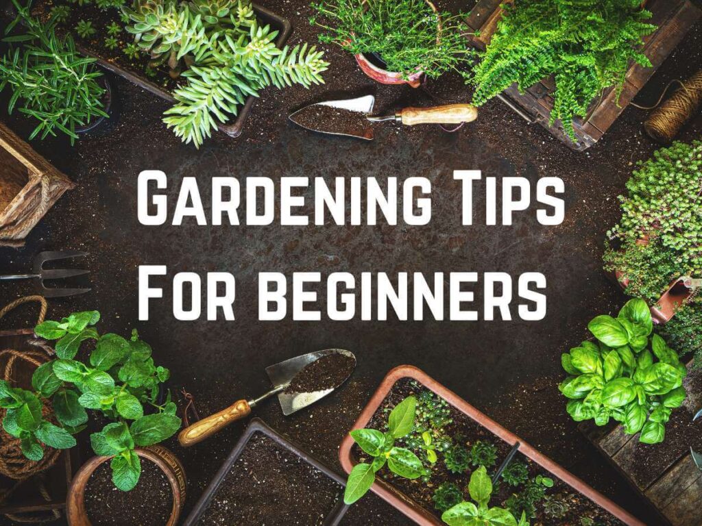 Best Gardening Tips for Beginners