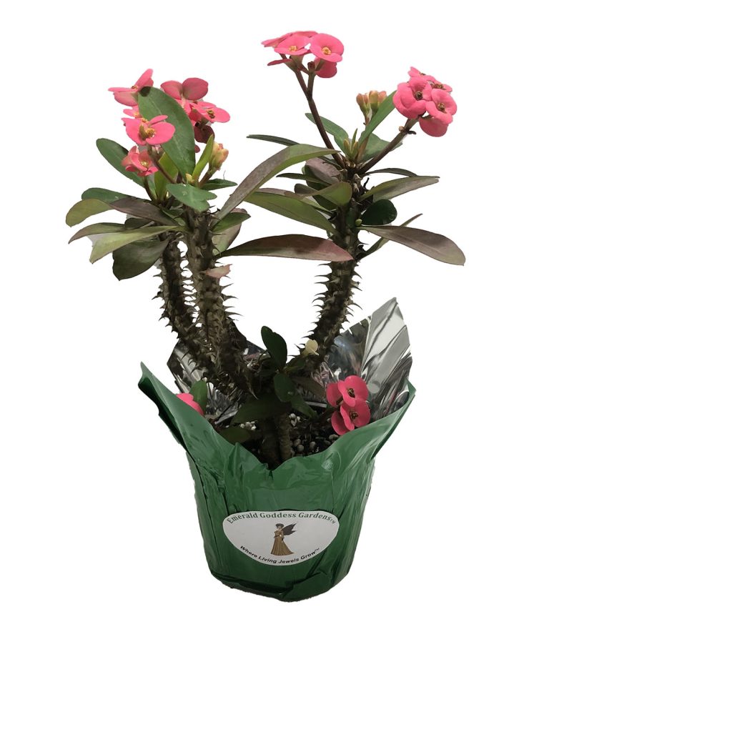 Cactus Plant With Pink Flowers