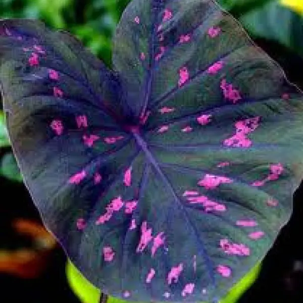 Caladium Purple Elephant Ear Plant