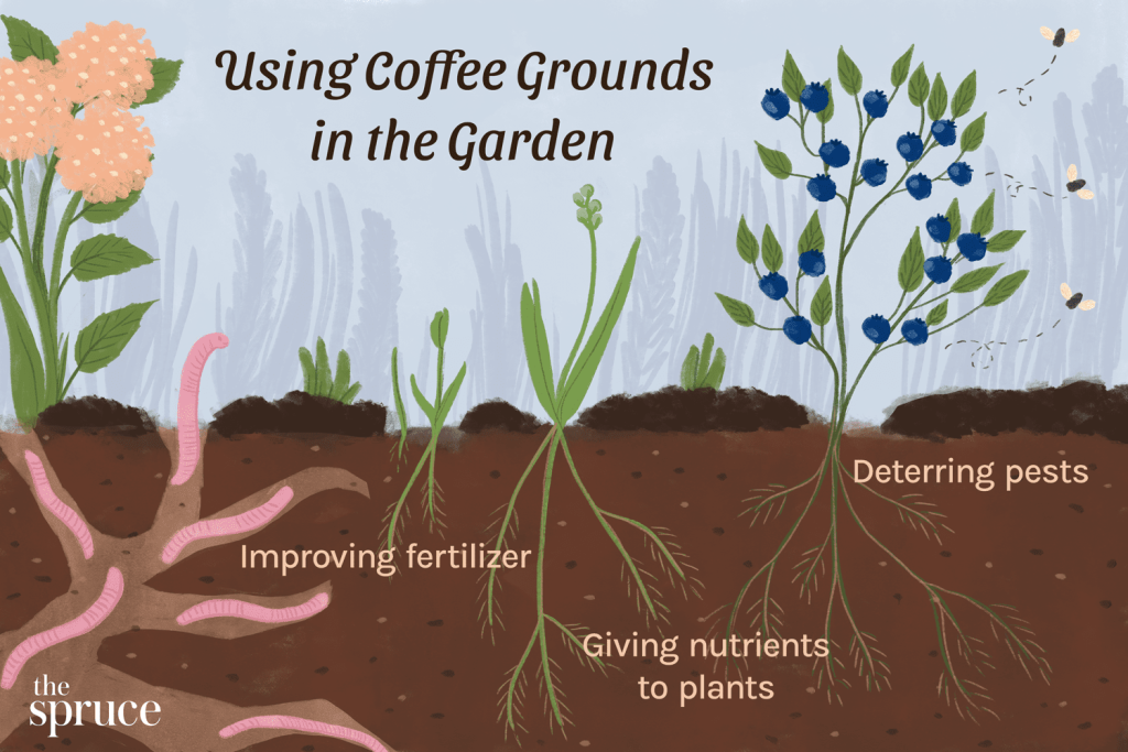 Coffee Grounds For Plants