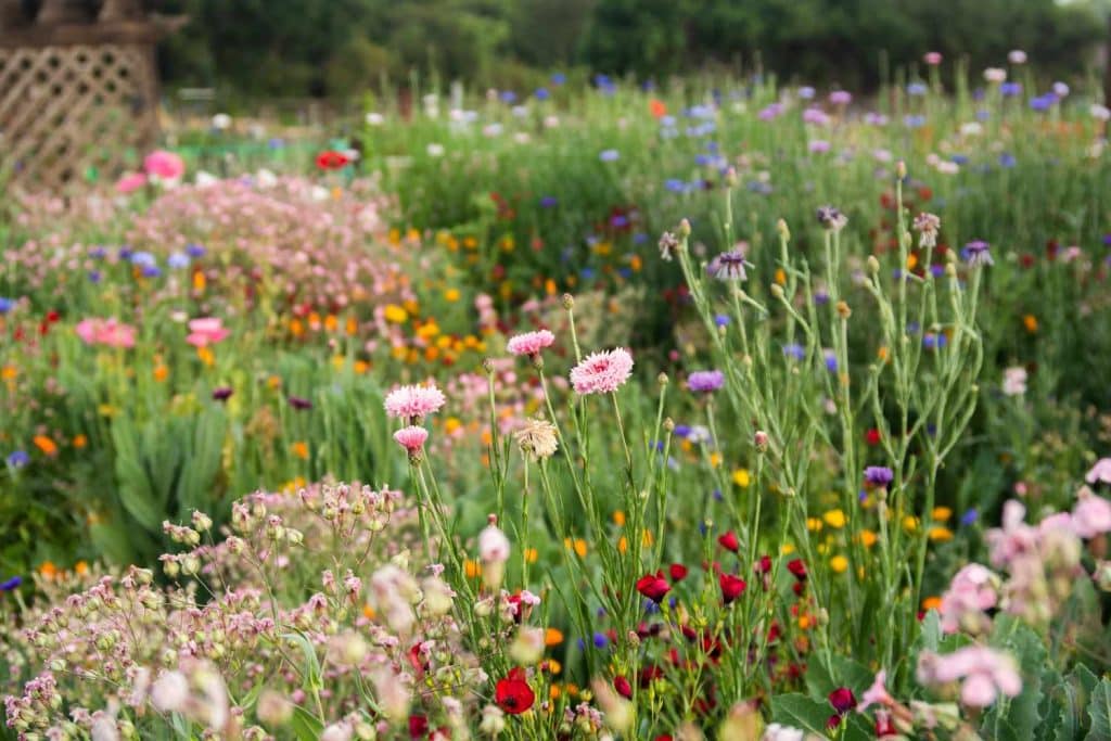 Front Yard Wildflower Garden Design