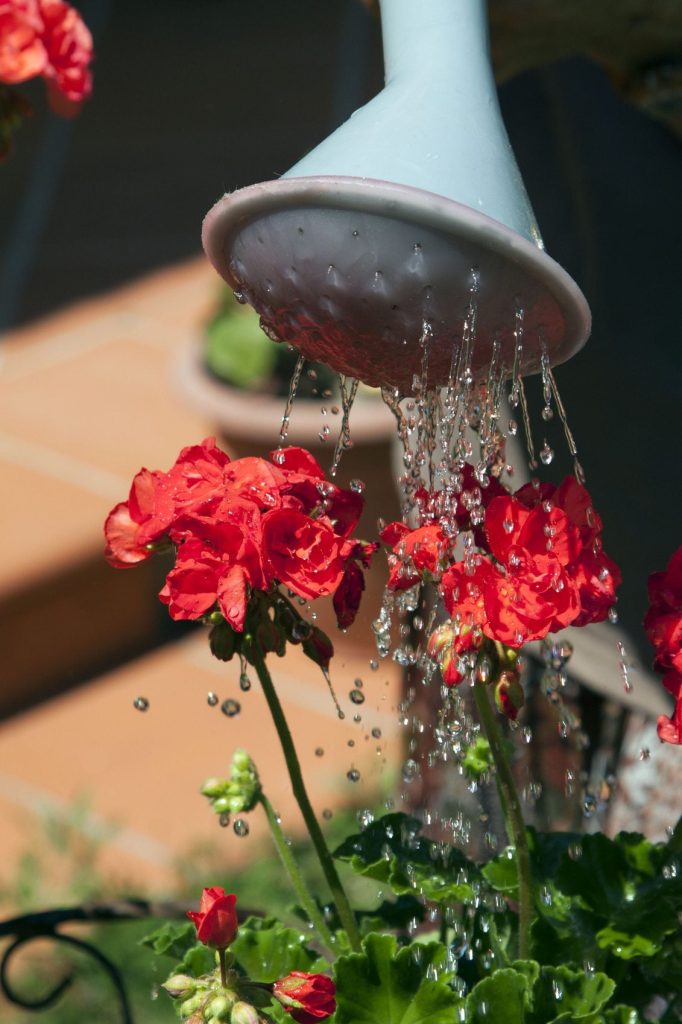 How Often Should You Water Your Container Garden