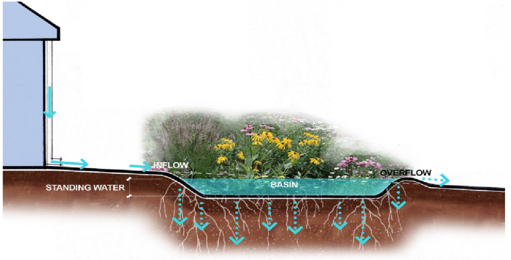 How to Design a Rain Garden?