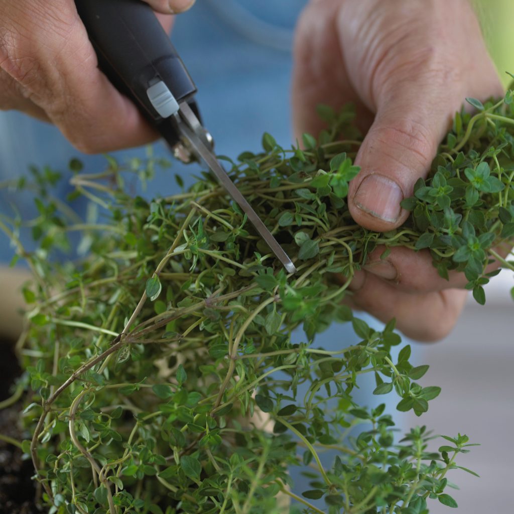 How to Harvest Thyme Without Killing the Plant