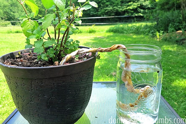 How to Keep Container Plants Watered While on Vacation