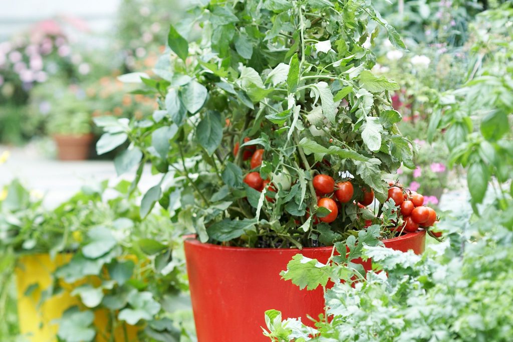 How to Take Care of Container Gardening Plants