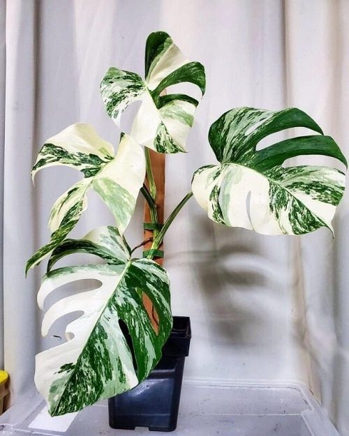 Indoor Plant With Green And White Leaves