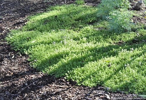 Lemon Thyme As Ground Cover