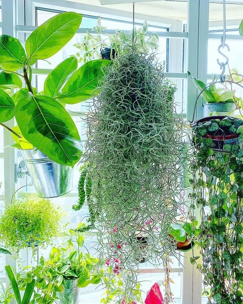 Plants That Look Like Hair