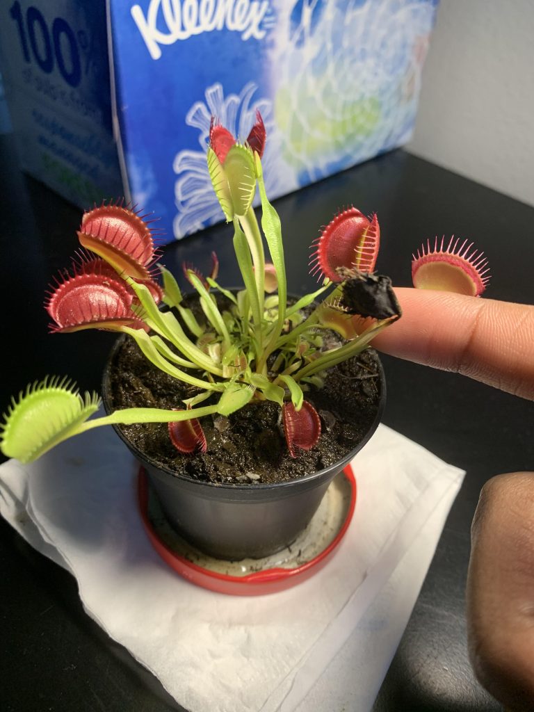 Should You Cut off Black Venus Fly Traps