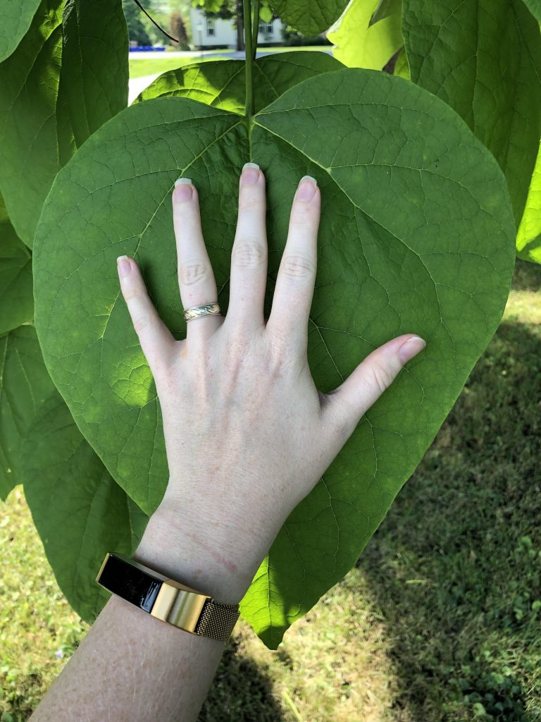 Tree With Large Heart Shaped Leaves