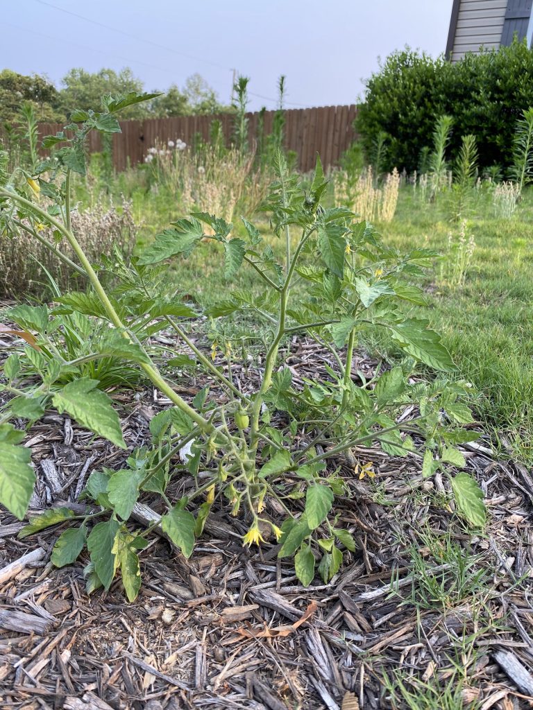 Weeds That Look Like Tomato Plants