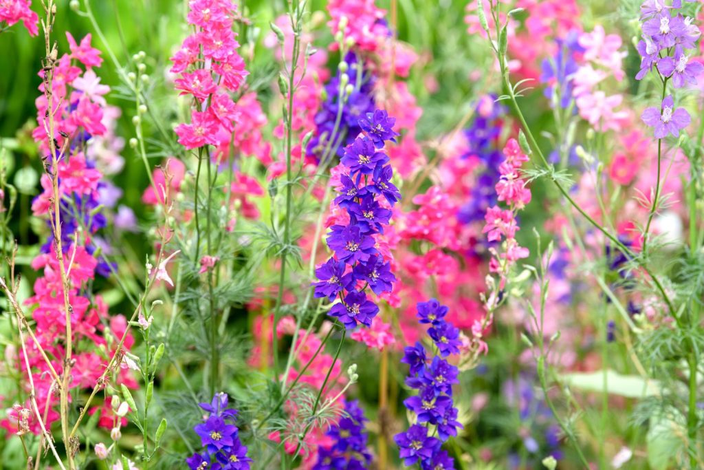 What Garden Pest Eats Delphinium?