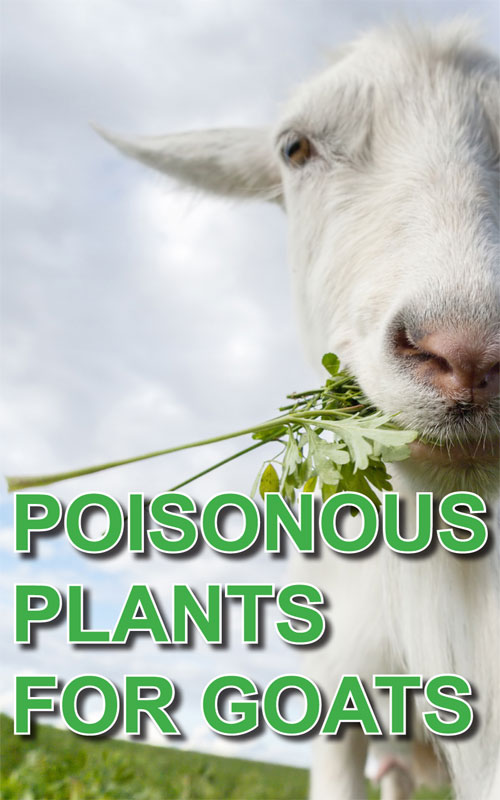 What Garden Plants are Posiness to Goats?