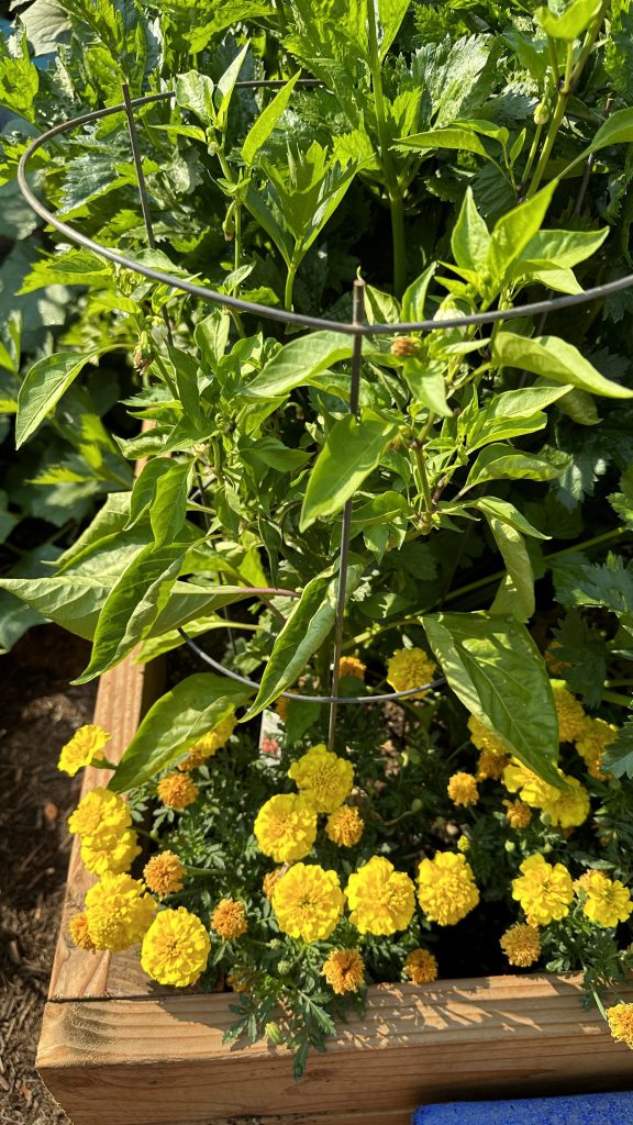 What Garden Plants Do Well With Marigolds?