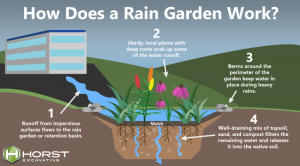 What is a Rain Garden?