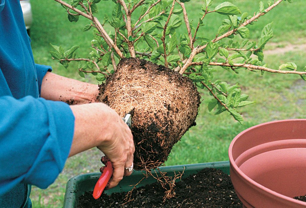 When is the Best Time to Repot Container Plants