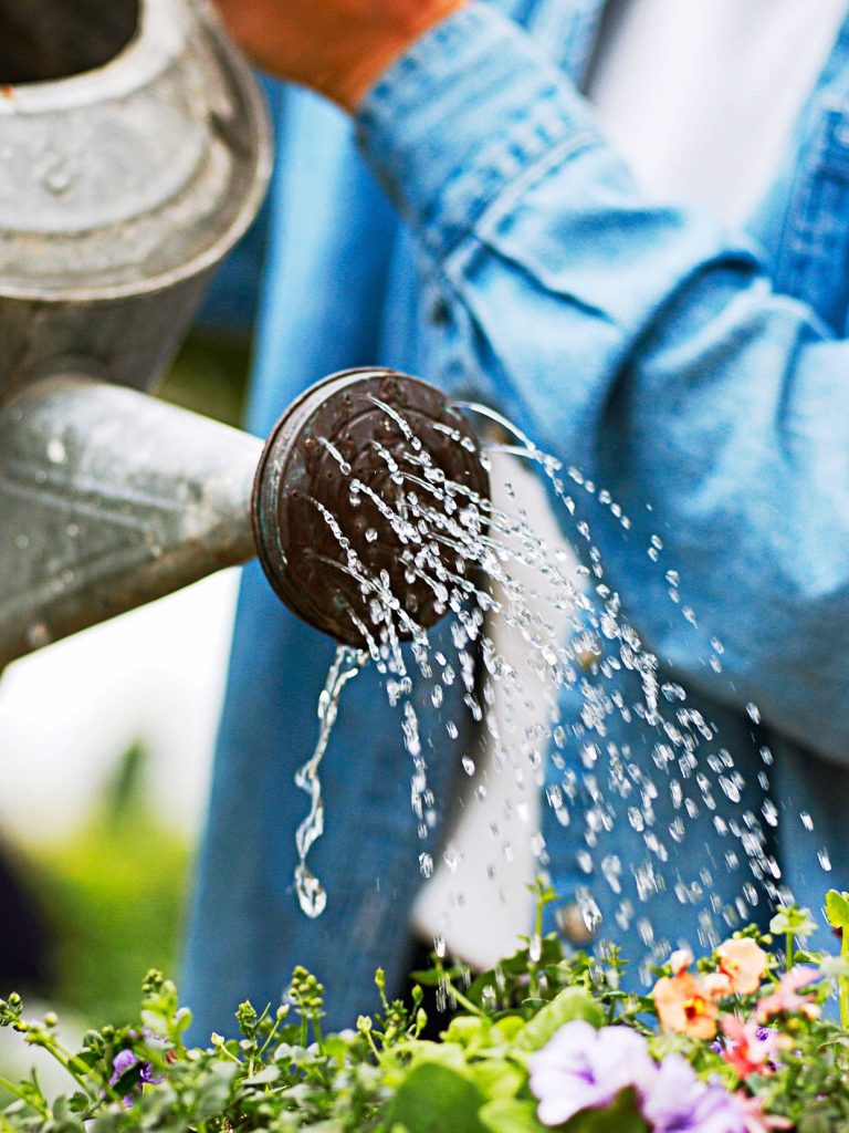 When is the Best Time to Water Container Plants